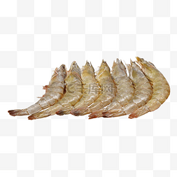 对虾养殖图片_生物青虾