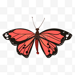 一只红黑色蝴蝶插图