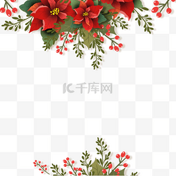 Christmas图片_美丽的christmas poinsettia圣诞花插画