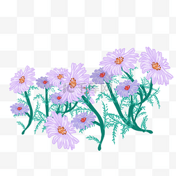 紫色植物洋甘菊