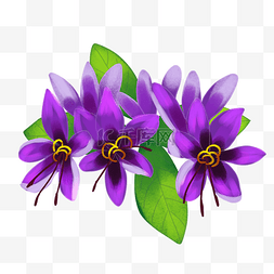 紫色栀子花花卉