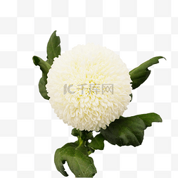 白色乒乓菊