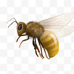 小蜜蜂图片_采花蜜蜜蜂