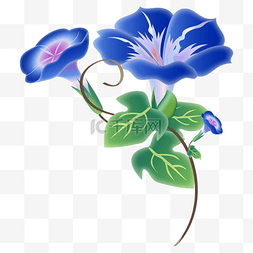 手绘盛开花朵图片_蓝色牵牛花花朵