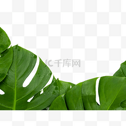 龟背竹叶片png图片_热带植物龟背叶