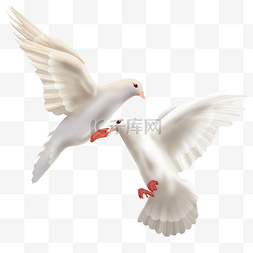 两只手绘写实白色和平日鸽子