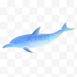 海上生物海豚