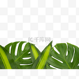 树叶图片_热带植物树叶