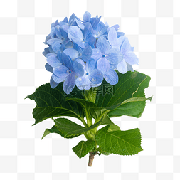蓝色叶子小花