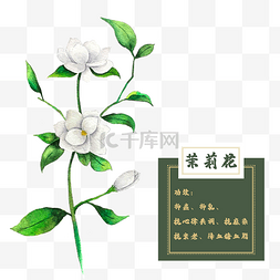 植物花卉图片_茉莉花花类中草药植物花卉水彩