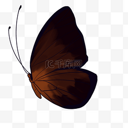 一只黑色蝴蝶插图