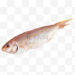 餐饮食材海鲜鲷鱼