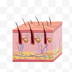 毛发图片_皮肤组织毛发毛囊