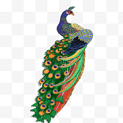 中国华丽孔雀美丽羽毛
