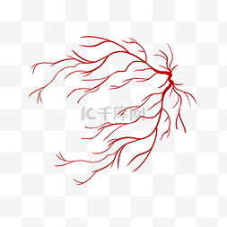 动脉静脉血管