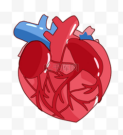 身体器官图片_人体器官红色的心脏插画