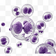 紫色细胞分裂3d元素