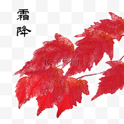 叶子图片_二十四节气霜降红叶