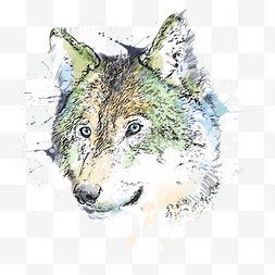 水彩狼头像手绘彩色素描元素
