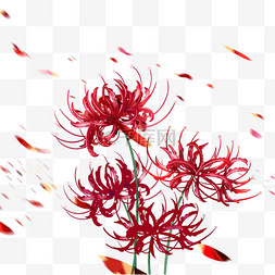 花瓣红色图片_彼岸花红色植物
