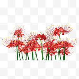 彼岸花红花花卉