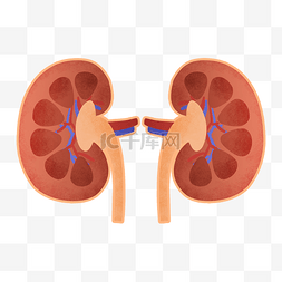 手绘人体器官肾脏