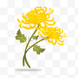 黄色菊花素材图片_黄色的菊花