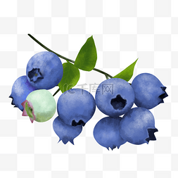 写实一串成熟蓝莓装饰