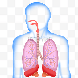系统维护公告图片_人体系统内脏心肝肺