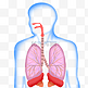人体系统内脏心肝肺