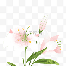 好看的英文花图片_美丽的百合花
