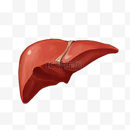 肝脏人体器官