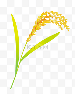 黄色农作物水稻