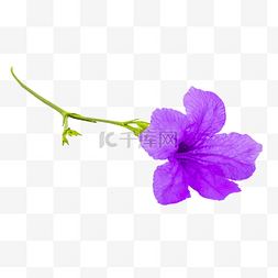 紫色蓝花草花枝