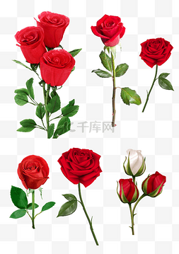 5朵真实玫瑰花png素材