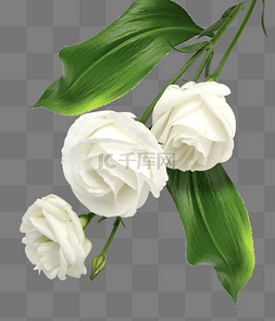 白玫瑰图片_白玫瑰玫瑰花