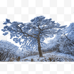 白雪皑皑的群山图片_冬季白雪和松树