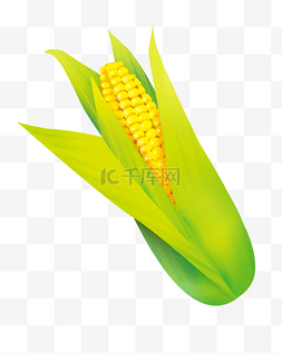 黄色农作物玉米