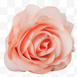 玫瑰花粉色图片_粉色玫瑰花