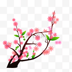 冬天初春粉色樱花