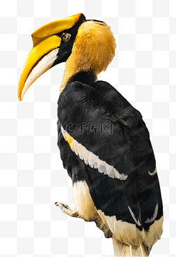 珍稀动物图片_犀鸟保护珍稀动物鸟类