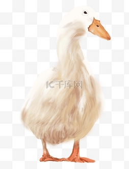 仿真动物卡通手绘鸭子白鹅