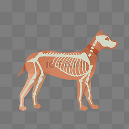 犬只动物骨骼结构