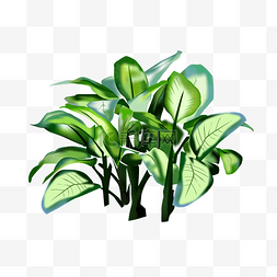 绿植热带植物