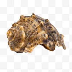 海鲜贝壳海螺