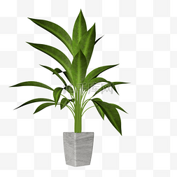 绿色植物2