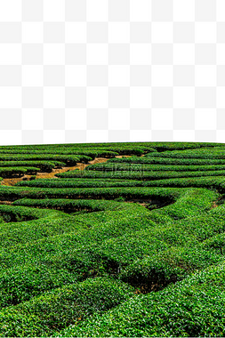 叶子茶叶图片_茶山茶叶绿色