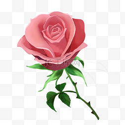 粉色浪漫玫瑰花