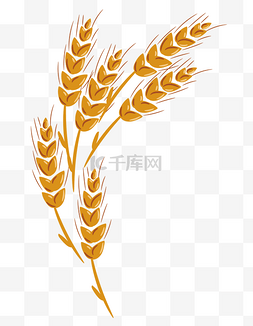 成熟黄色小麦
