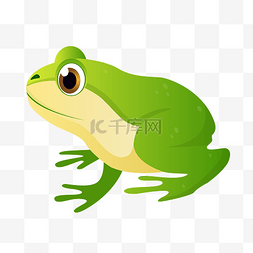 相爱青蛙图片_绿色白肚皮青蛙